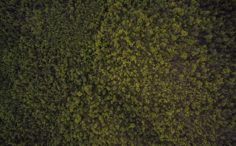 Sint illum quis veniam