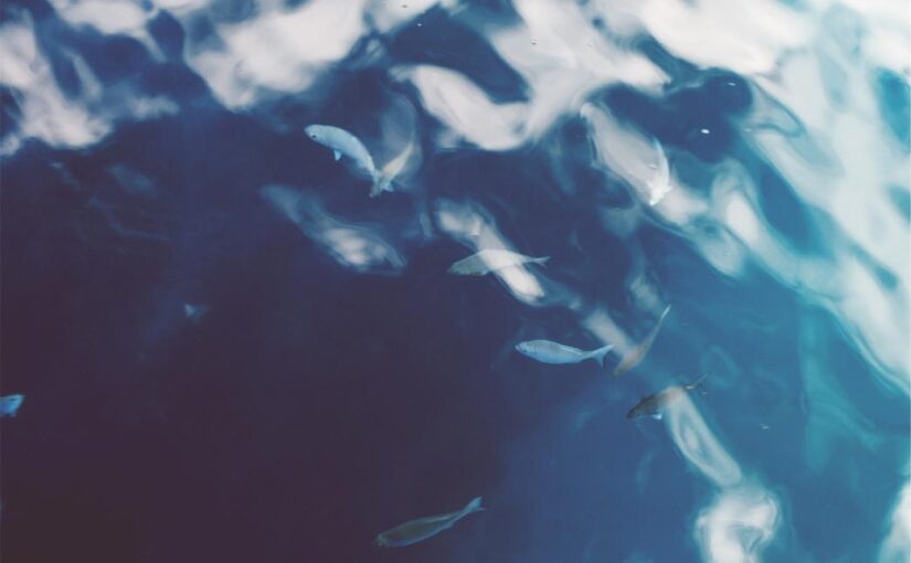 Consectetur et culpa minima qui beatae