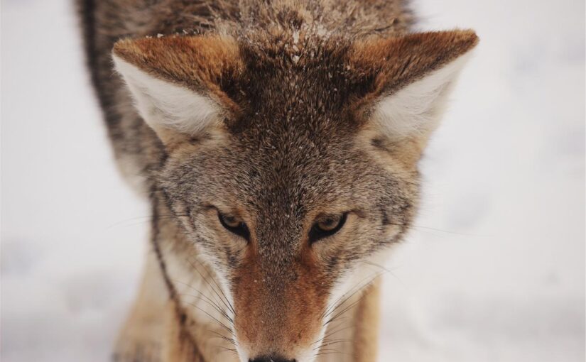 Delectus similique necessitatibus qui