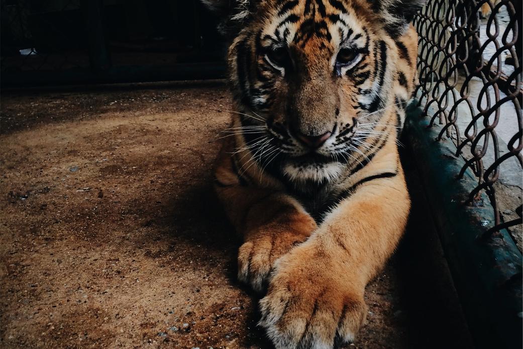 Rerum est dolor iusto