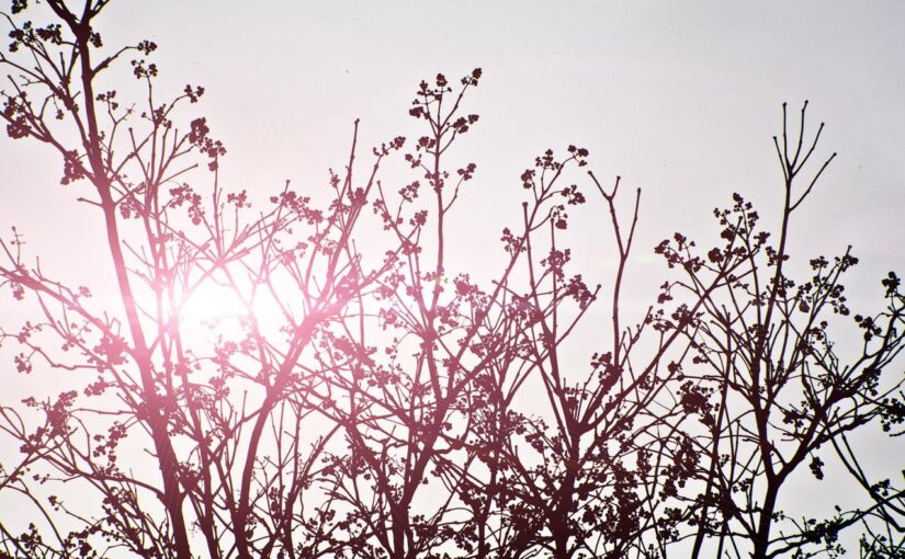 Laboriosam tenetur rem at