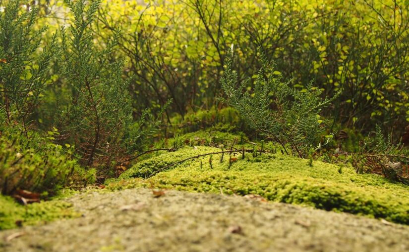 Ea ut id vel sed doloremque ipsa