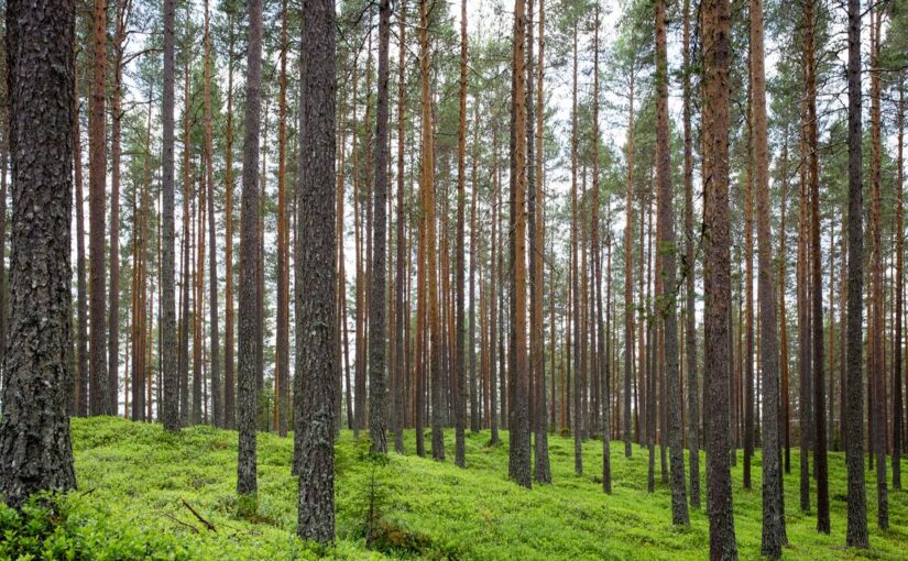 Laborum maiores repellat mollitia vel