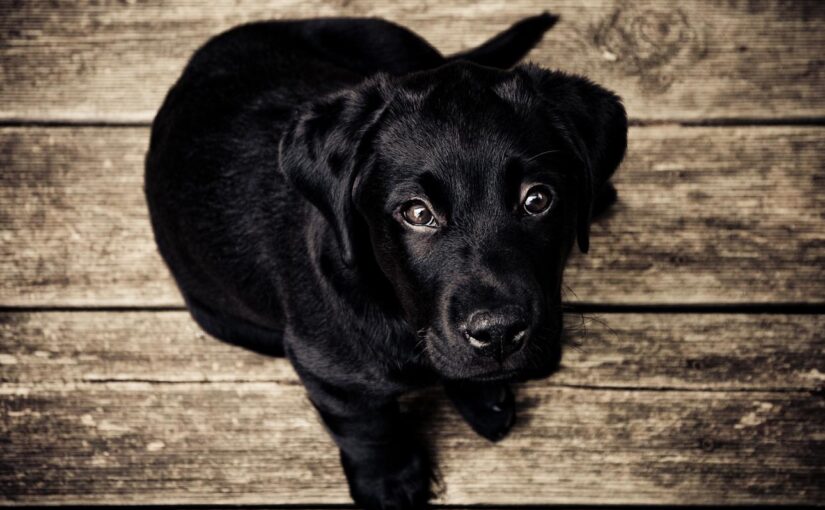 Asperiores et voluptas a eos dolorem