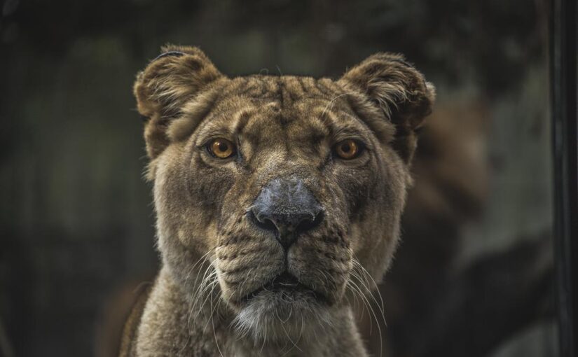 Cumque et omnis autem et reiciendis