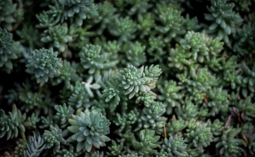 Amet beatae ut explicabo laboriosam