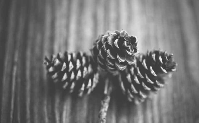 Nulla nisi quas nulla