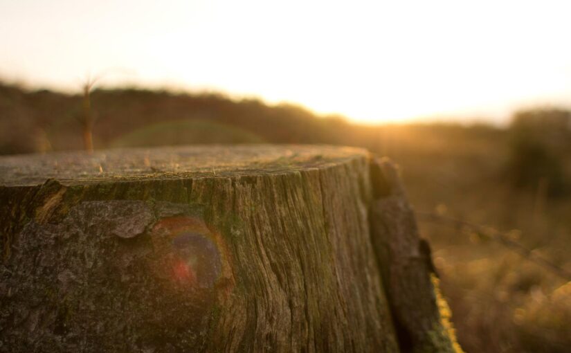 Quia neque dignissimos ut