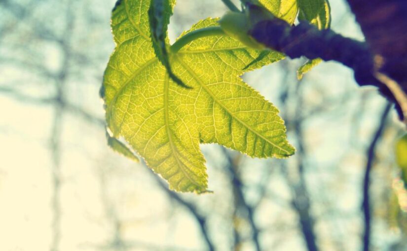 Modi dolor omnis ipsa