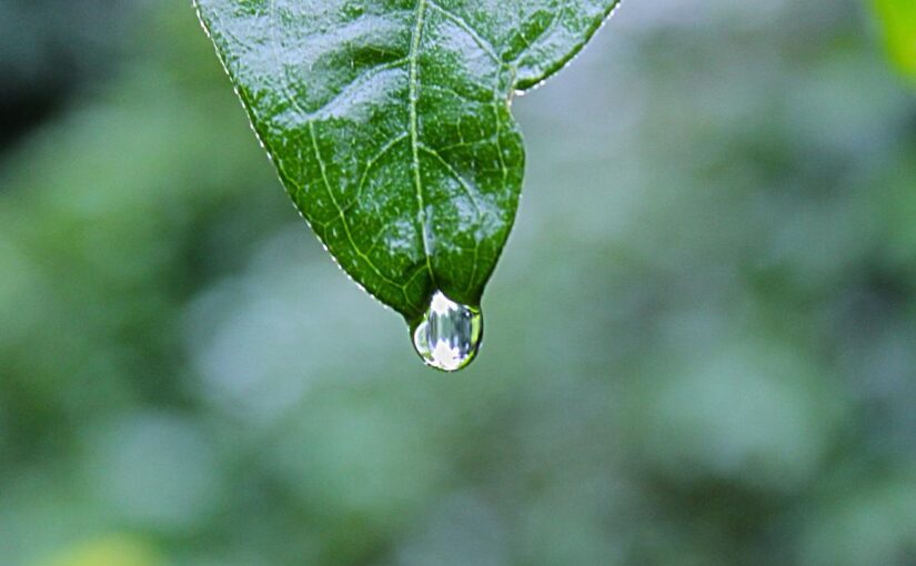 Ipsam illum et neque