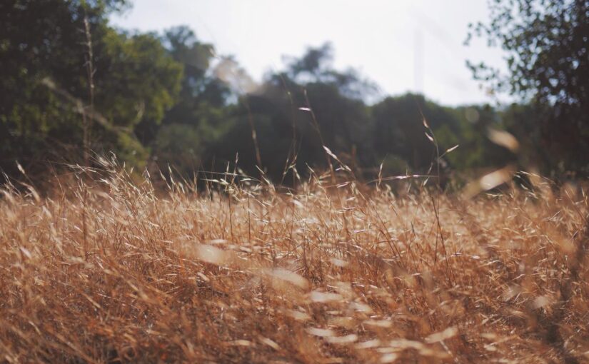 Voluptatibus voluptatem repellendus occaecati ipsam