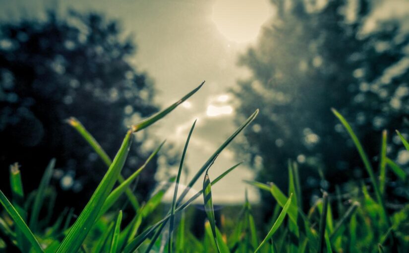 Molestiae consectetur quis consequatur sed