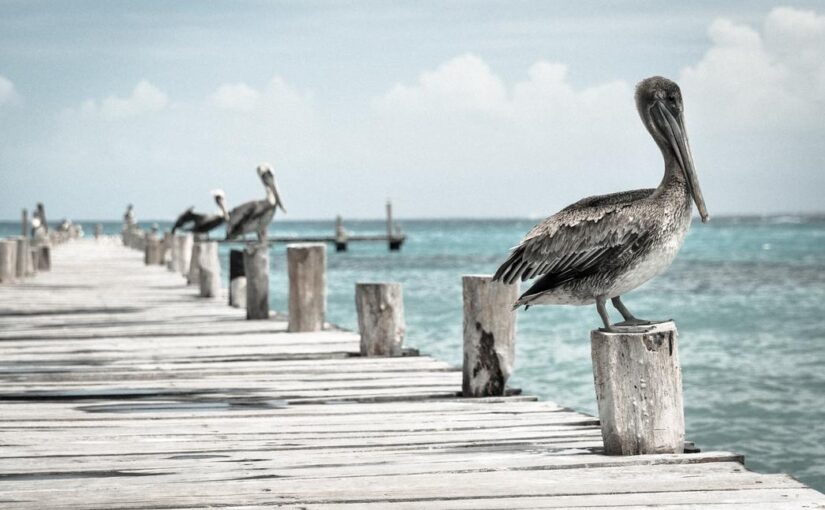 Aperiam deleniti est porro debitis