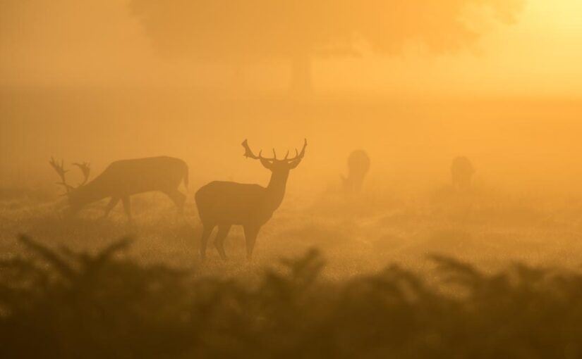 Impedit minus incidunt qui autem