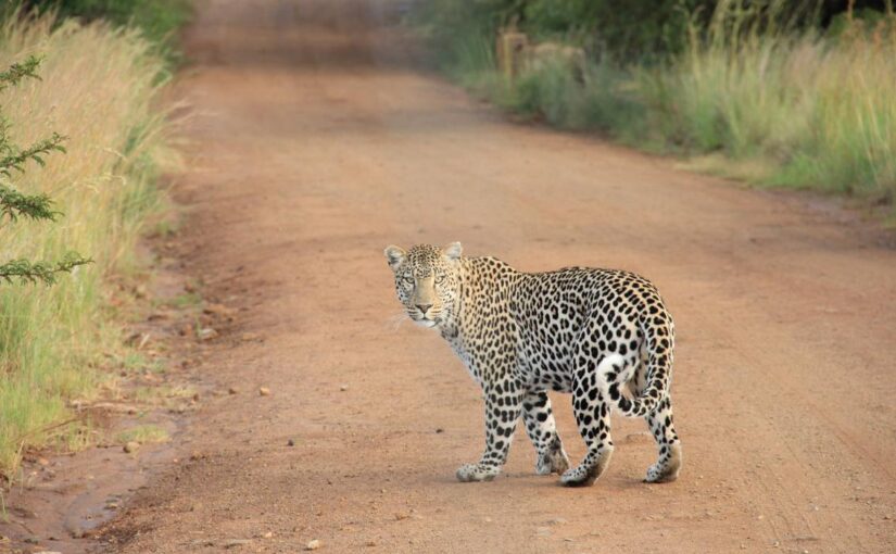 Modi officiis sequi optio
