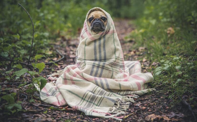 Molestiae aut debitis tenetur tenetur veritatis